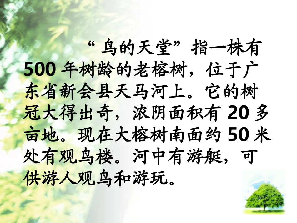 《鸟的天堂》课件_第3页