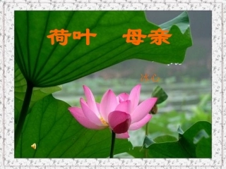 荷叶母亲 (6)