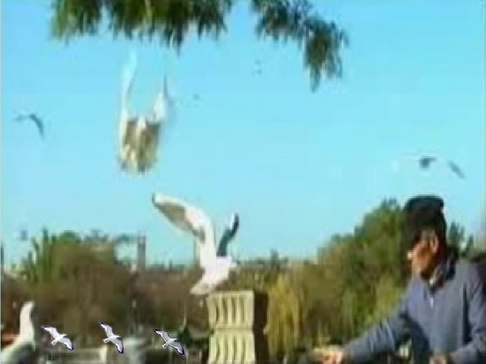 老人与海鸥(毕然)PPT_第2页