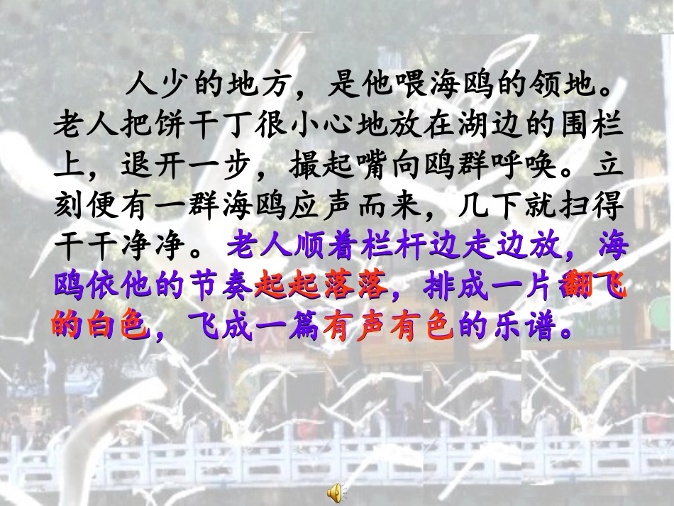 老人与海鸥(毕然)PPT_第3页