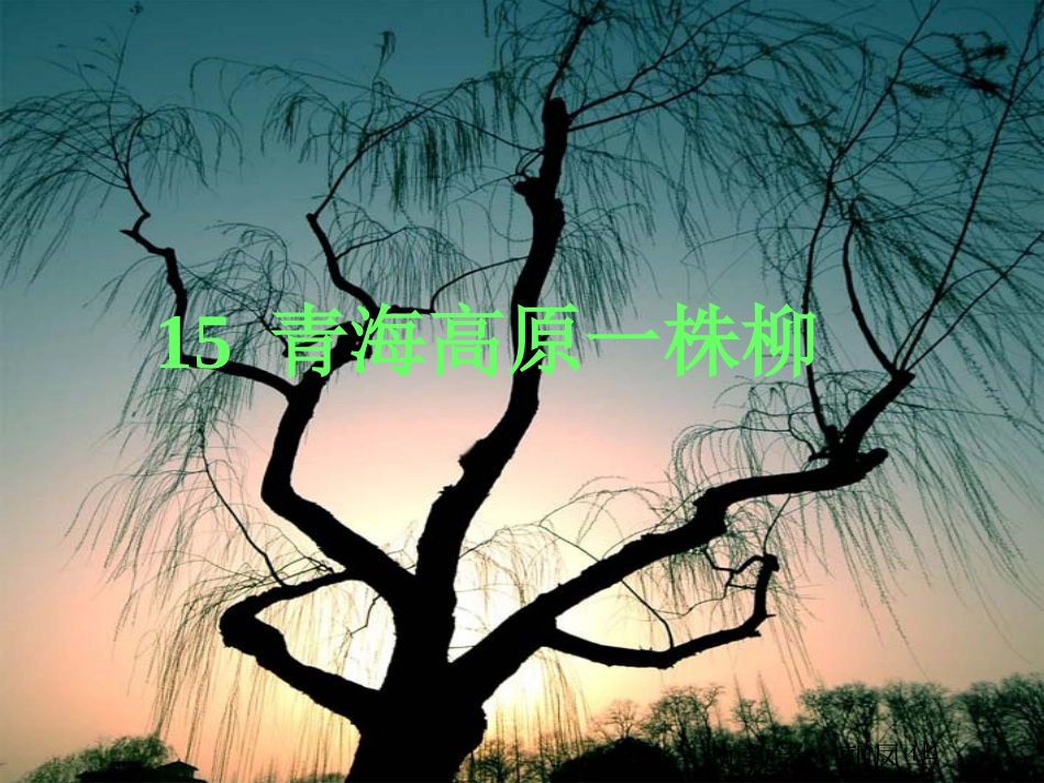 青海高原一株柳_第1页