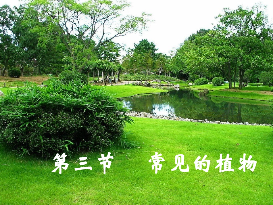 常见的植物第课时_第1页