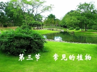 常见的植物第课时