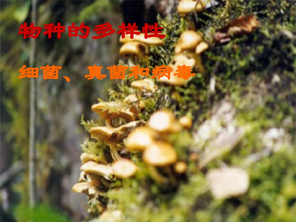 八年级生物第22章第4节细菌、真菌和病毒_第1页