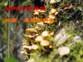 八年级生物第22章第4节细菌、真菌和病毒