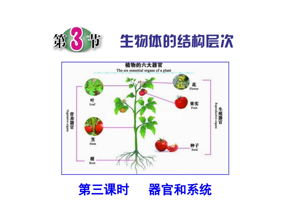 第3节生物体的结构层次（第三课时）_第1页