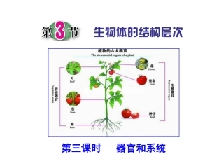 第3节生物体的结构层次（第三课时）