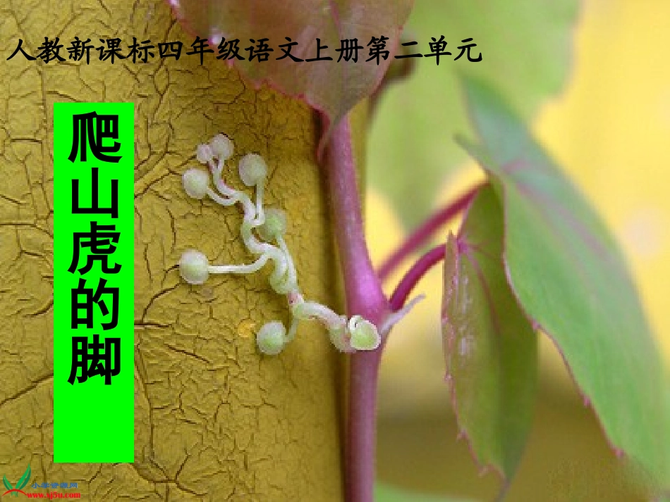 人教版《爬山虎的脚》PPT[2]_第1页