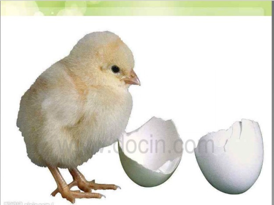 植物新生命的开始_第2页