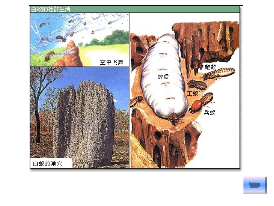 动物的社会行为_第2页