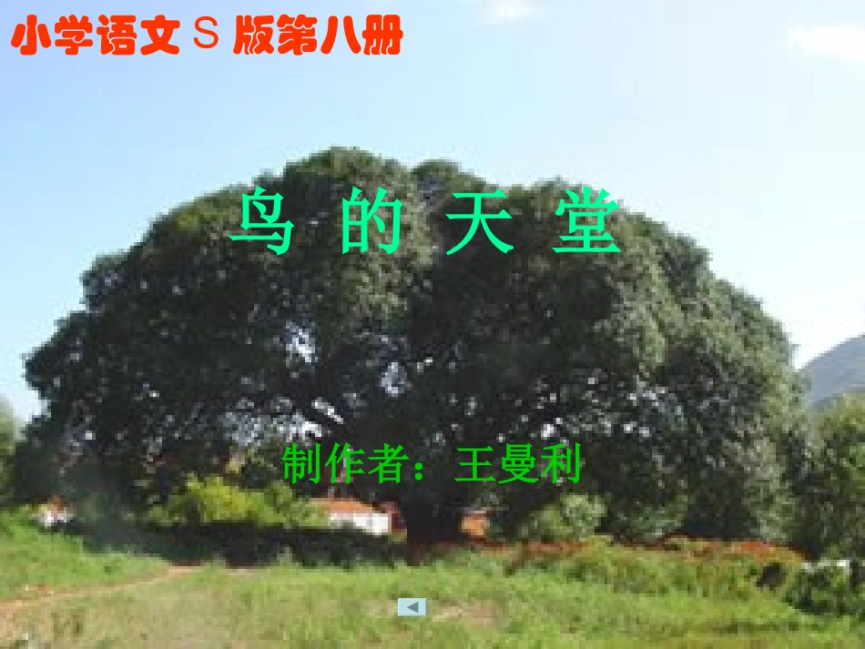 王曼丽《鸟的天堂》课件_第1页