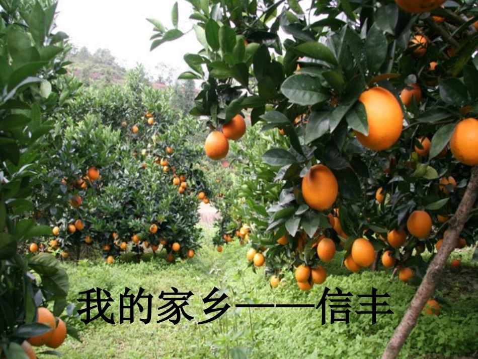 我的家乡——信丰_第1页