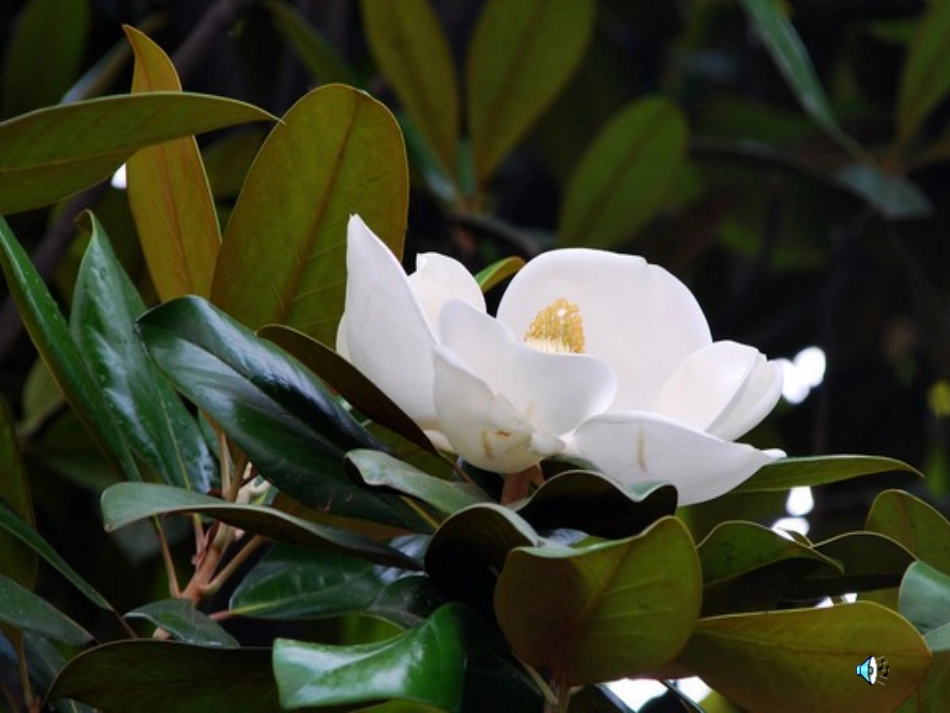 《广玉兰》PPT课件_第2页