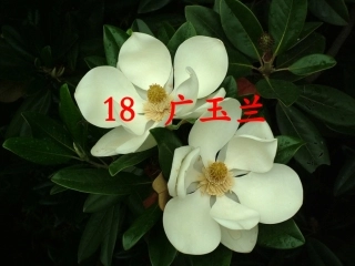 《广玉兰》PPT课件