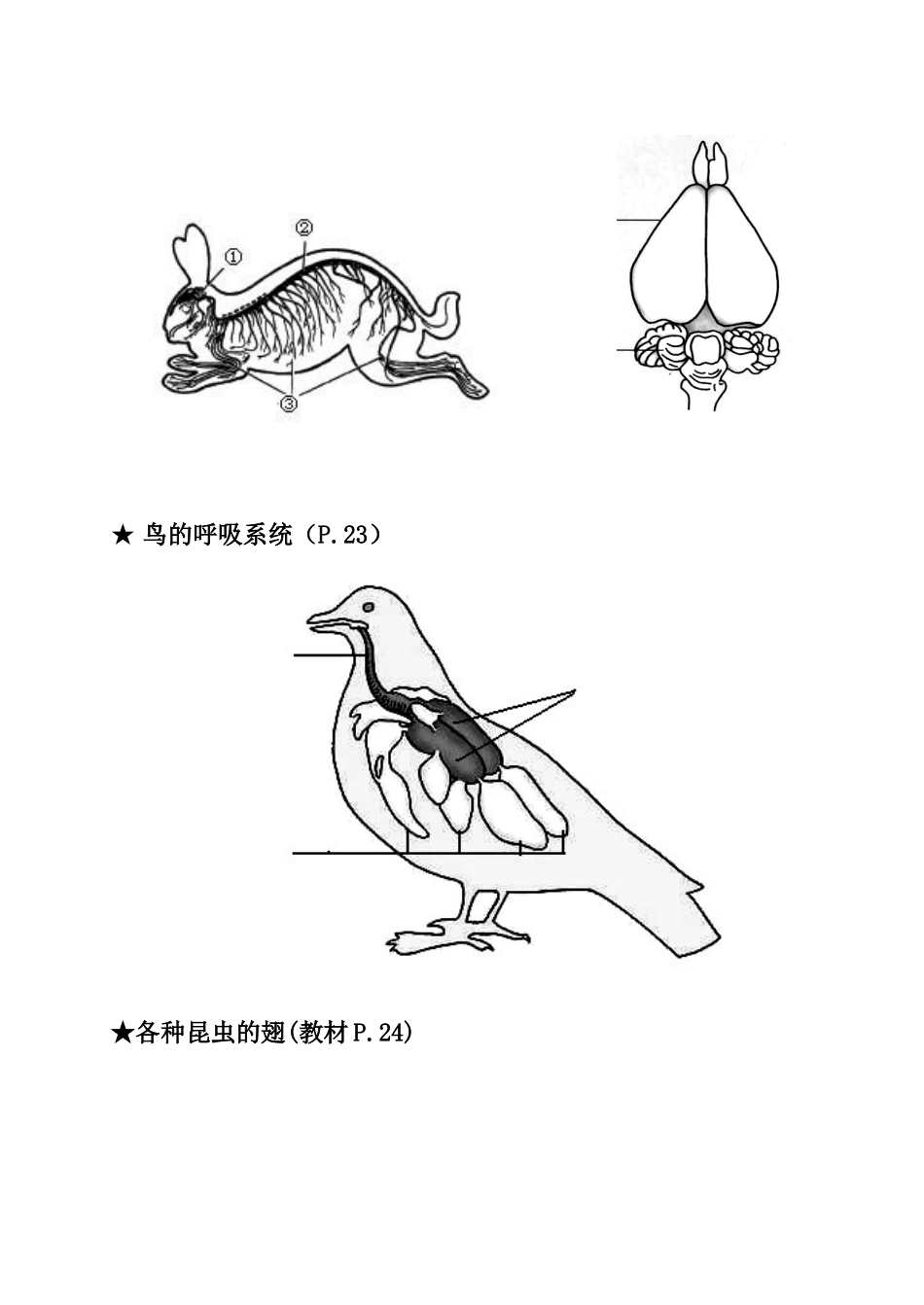 【识图作答】八年级生物上册(重点图形汇总)【人教版】_第3页