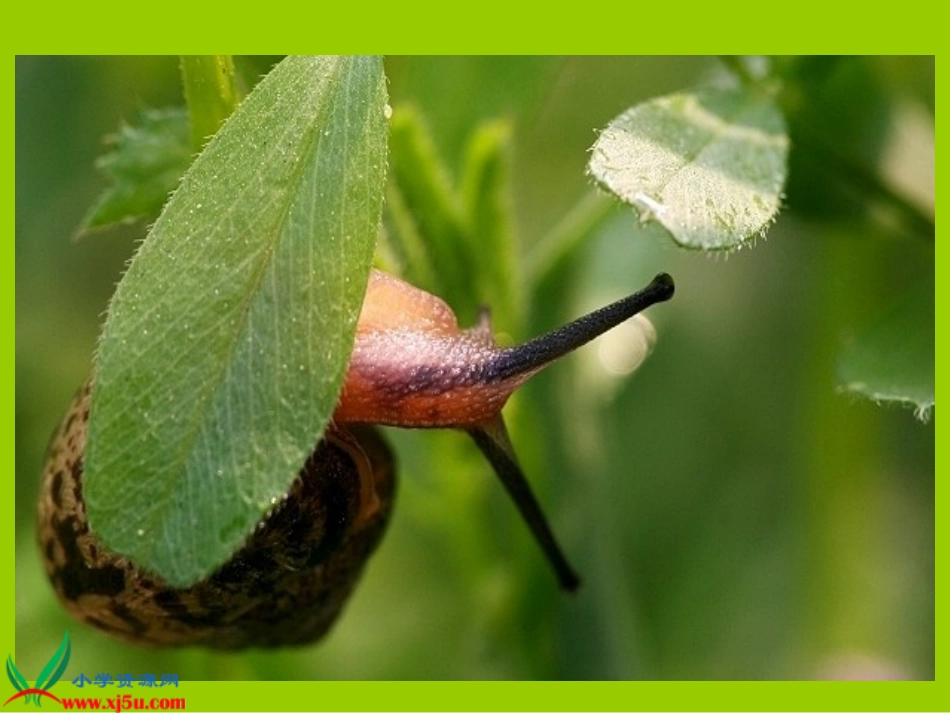 蜗牛的奖杯改_第3页