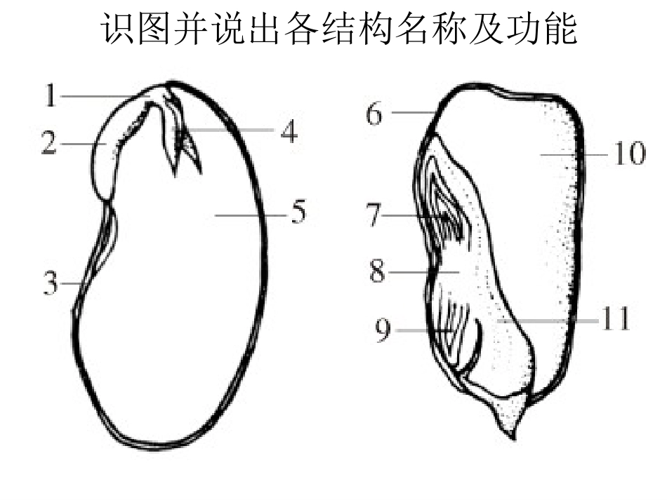 被子植物的一生复习课件_第3页