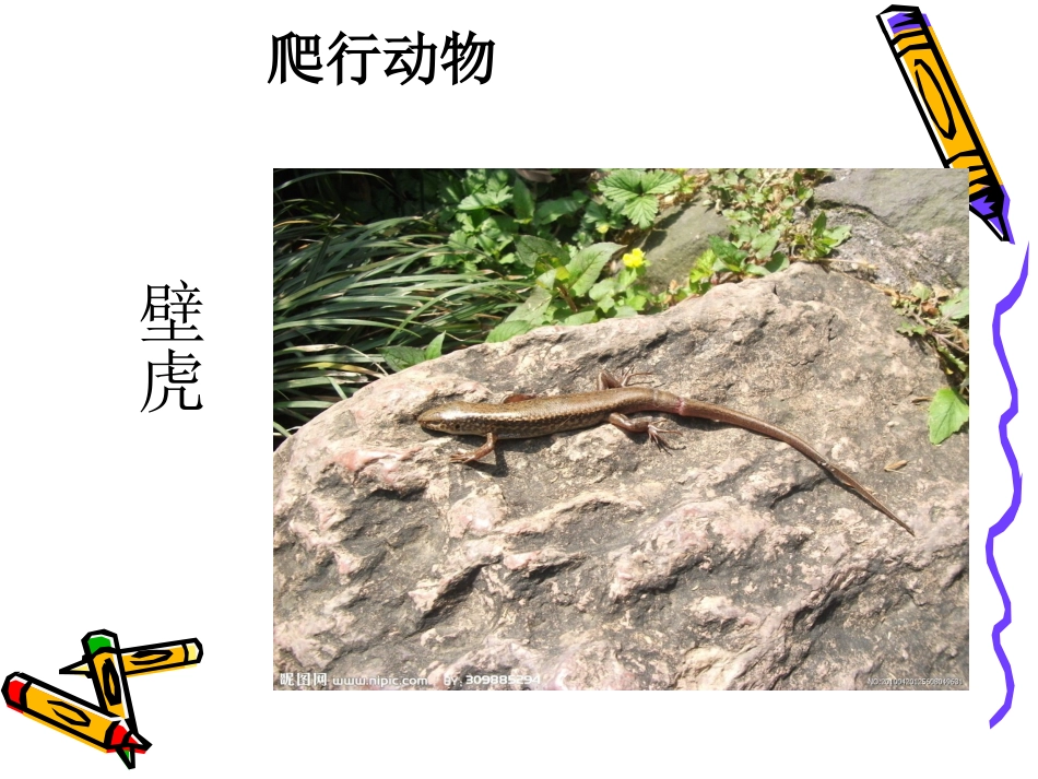 有趣的爬行动物_第3页