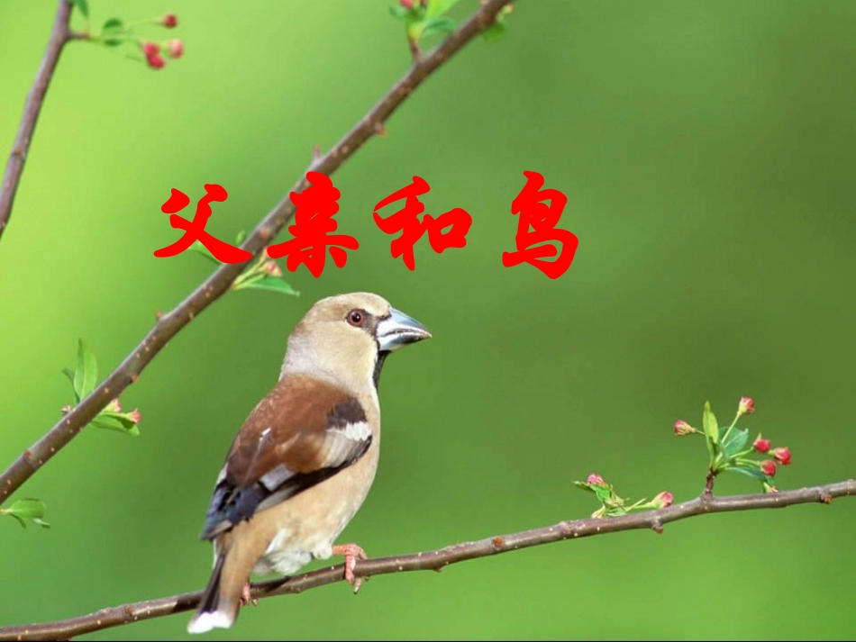 《29父亲和鸟》_第1页