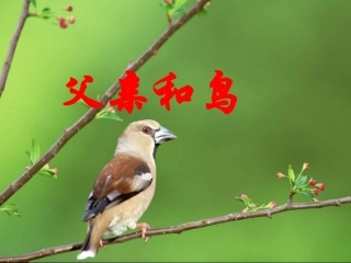 《29父亲和鸟》