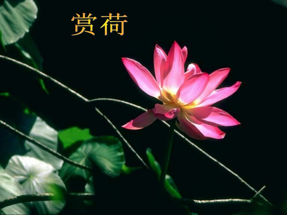 《爱莲说》课件2_第1页