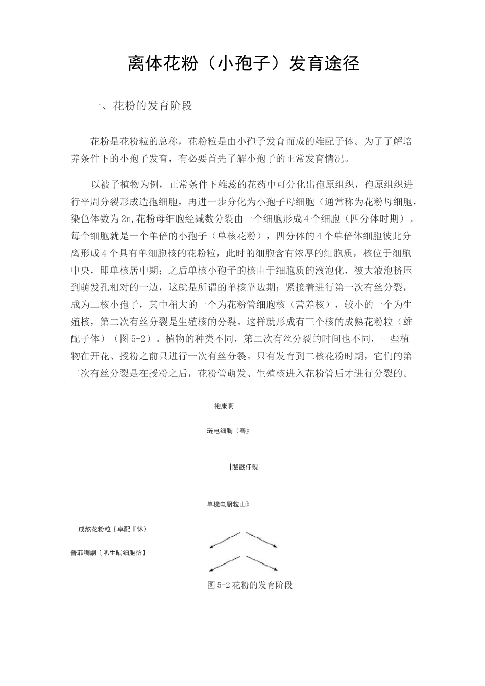 离体花粉(小孢子)发育途径_第1页