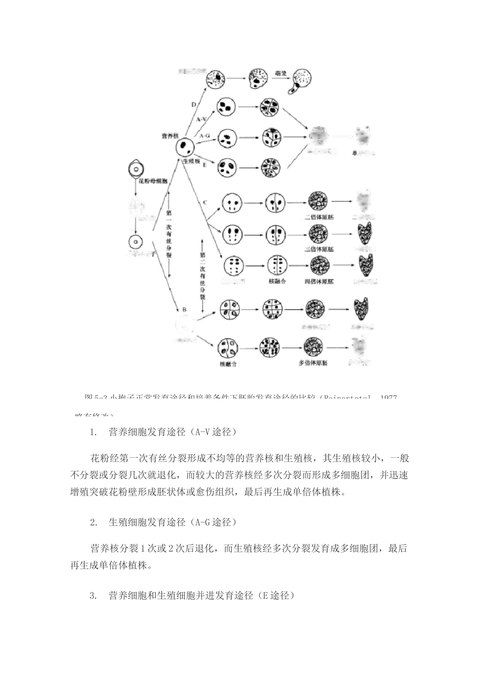 离体花粉(小孢子)发育途径_第3页