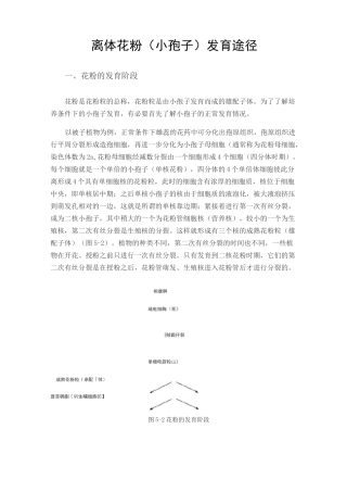 离体花粉(小孢子)发育途径