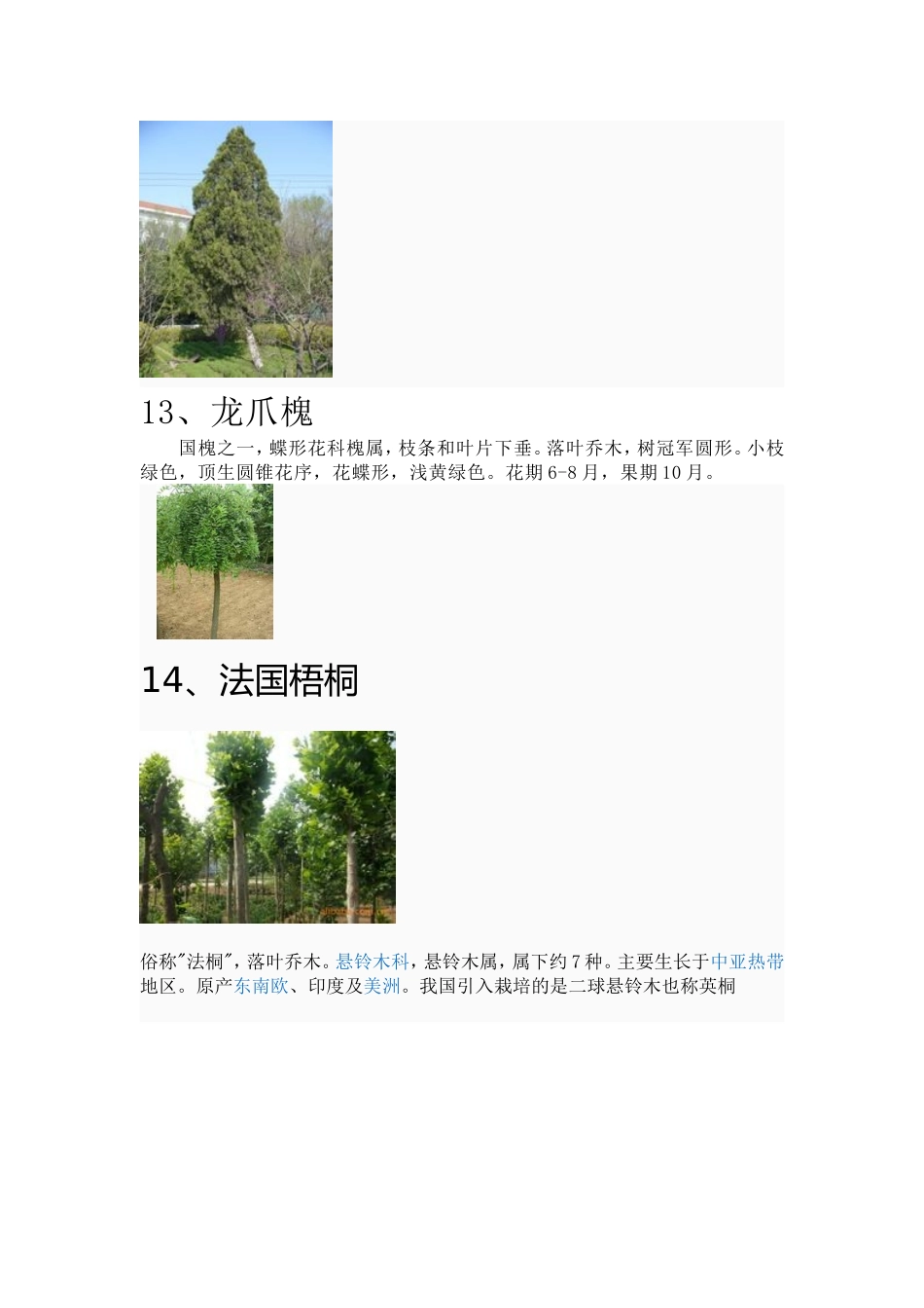 校园树名简介_第3页