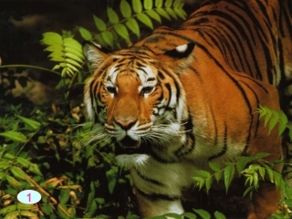 七年级语文下册《华南虎》课件新人教版