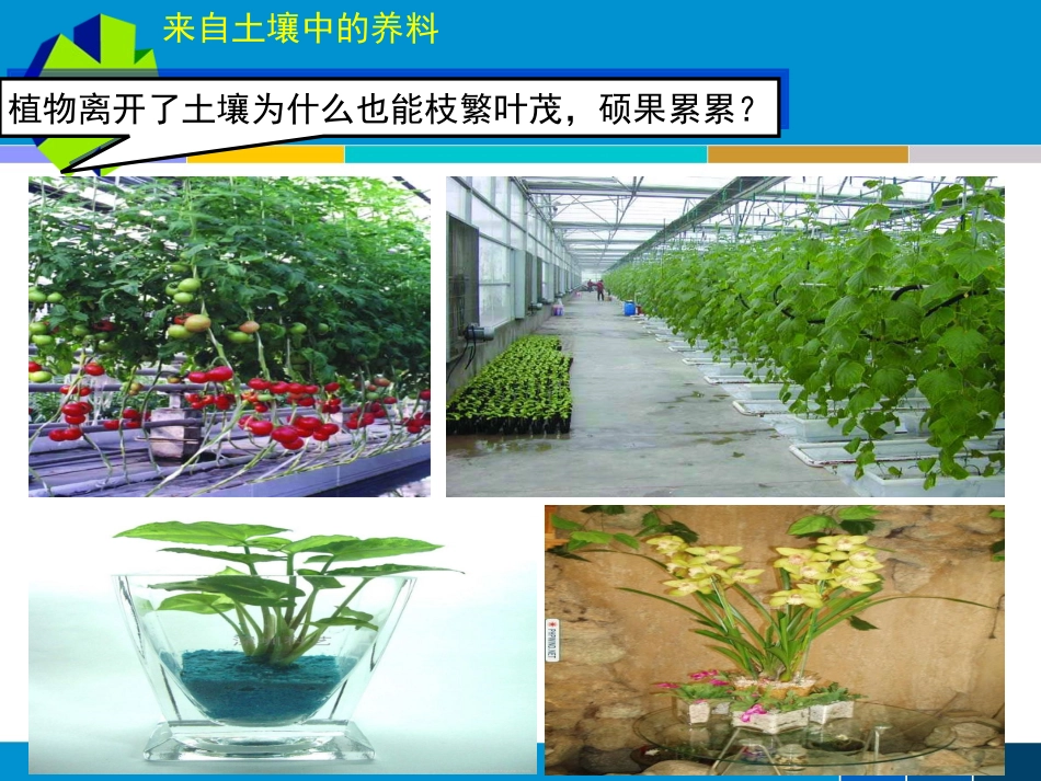 植物对水和无机盐的吸收(1)_第3页