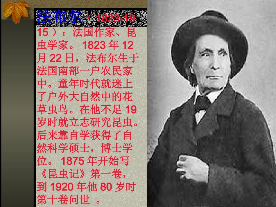 《绿色蝈蝈》课件_第2页