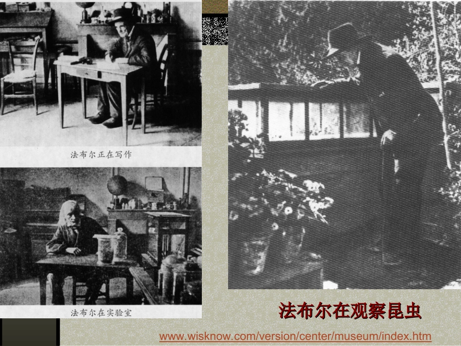 《绿色蝈蝈》课件_第3页