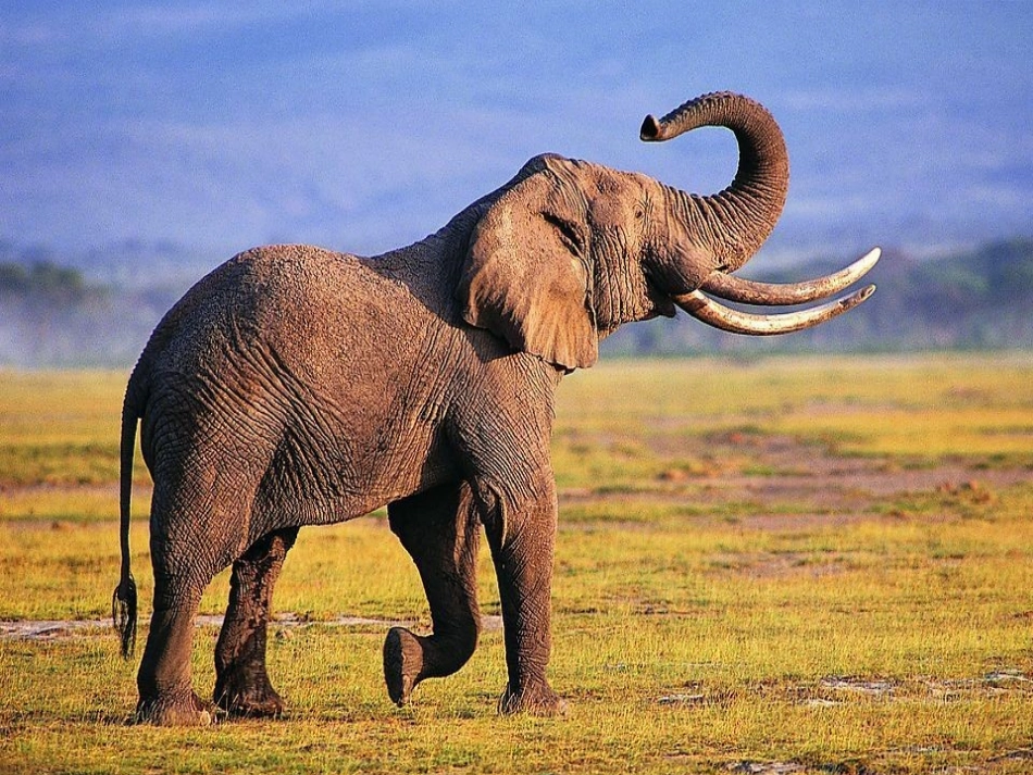 《称象》课件2_第2页