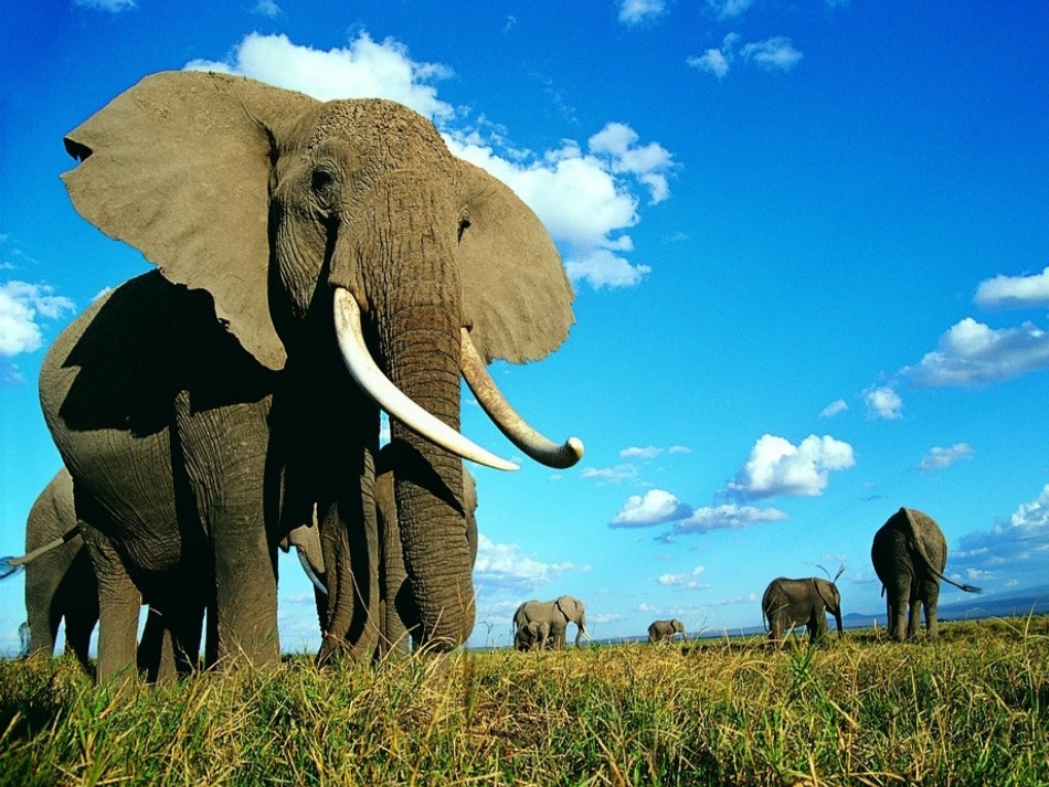 《称象》课件2_第3页