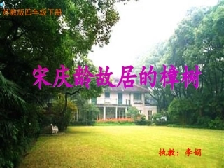 宋庆龄故居的樟树