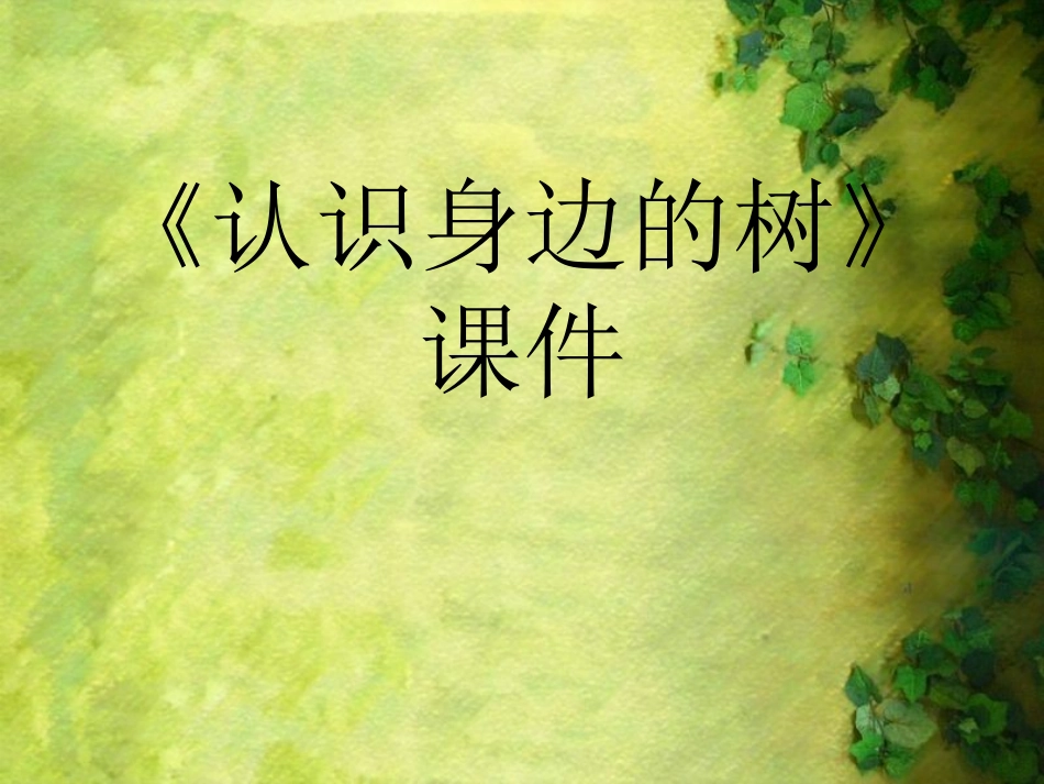 《认识身边的树》课件02_第1页