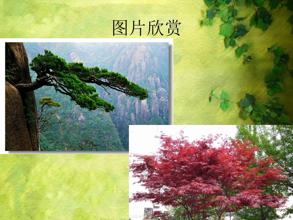 《认识身边的树》课件02_第3页