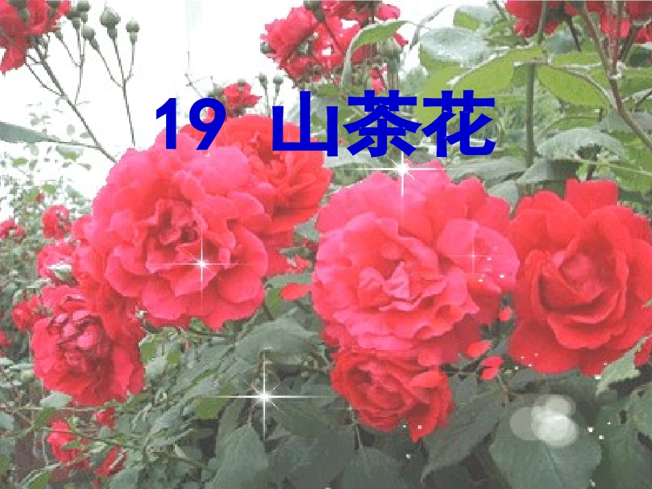 三上《山茶花》PPT_第1页