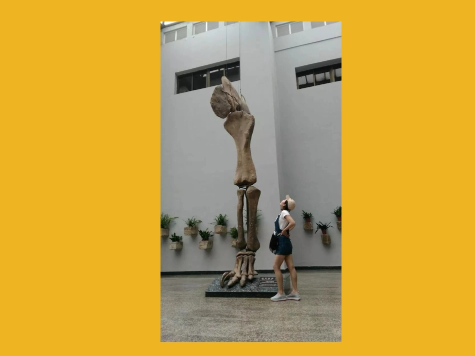 恐龙世界-3课件-人美版_第3页