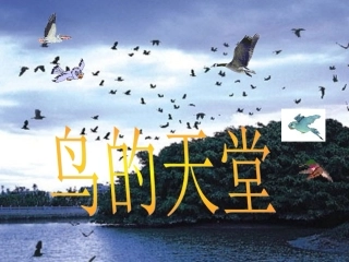 106鸟的天堂