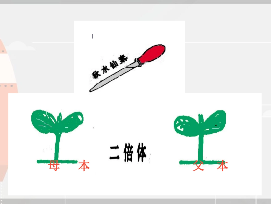 无籽西瓜的种植_第2页