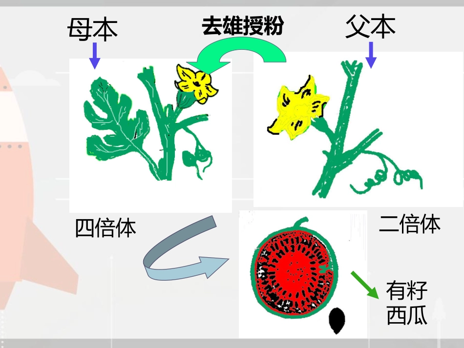 无籽西瓜的种植_第3页