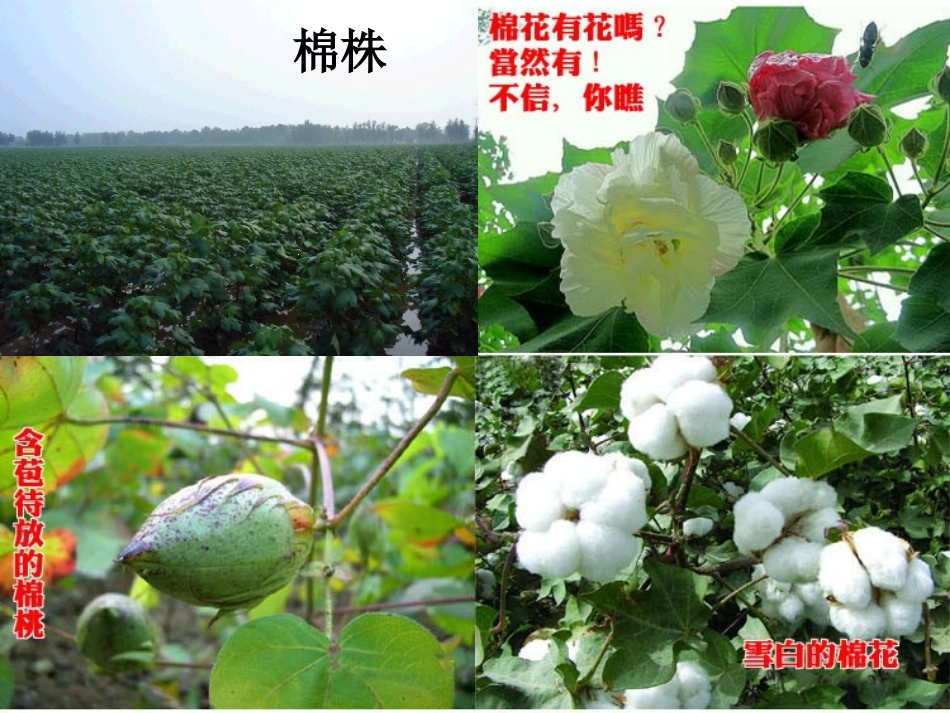 (部编)人教语文2011课标版一年级下册19----棉花姑娘_第2页