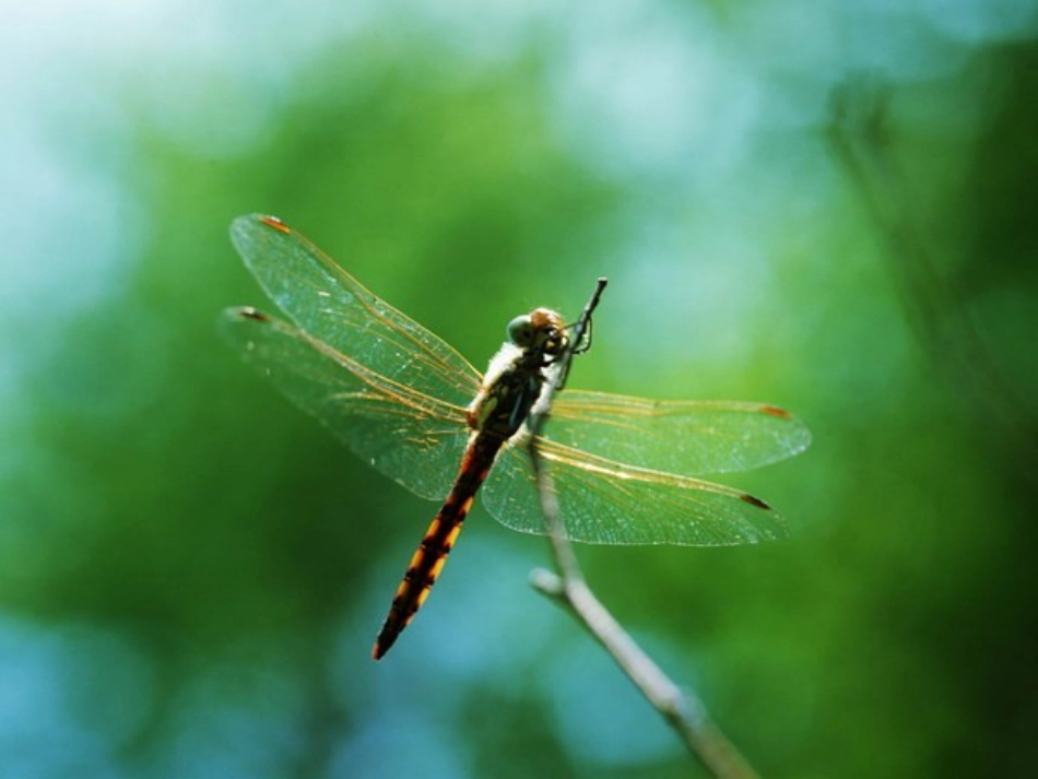 人教版小学美术二年级上册《蜻蜓飞飞》课件-_第3页