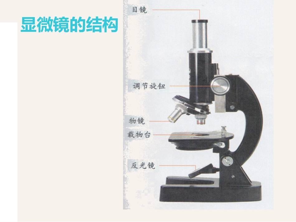 5.-用显微镜观察身边的生命世界(一)-课件2_第2页