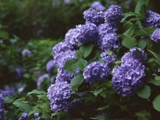 (部编)初中语文人教2011课标版七年级下册《紫藤萝瀑布》第一课时课件