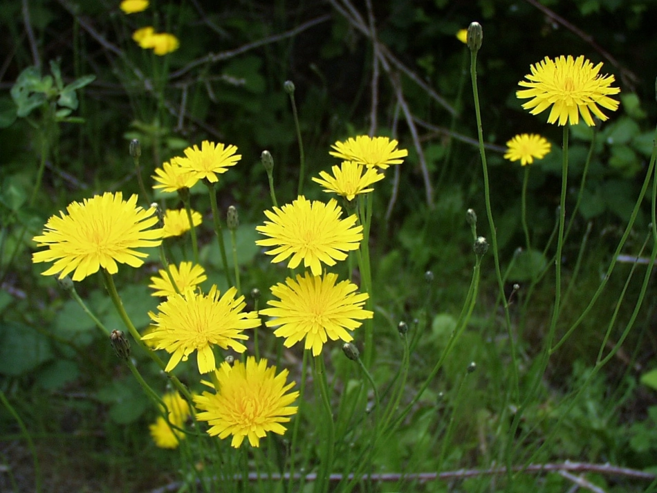 金色的草地③_第1页