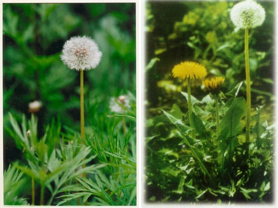 金色的草地③_第3页