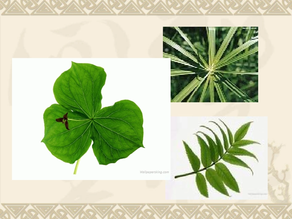 4做一片梅的叶子_第1页